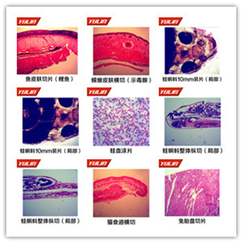 广东脊索动物门鱼纲类切片