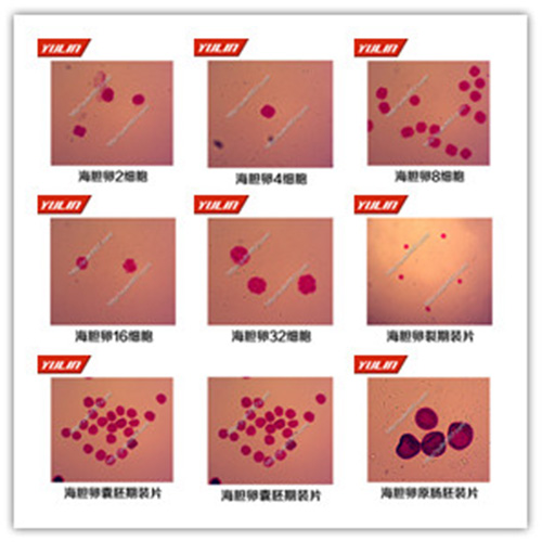 广东棘皮动物门生物切片