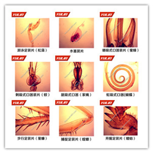 广东节肢动物门生物玻片