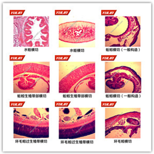 广东环节软体动物门生物玻片