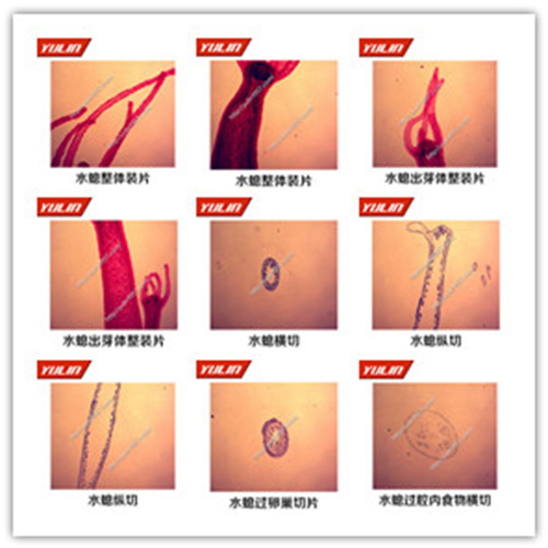 广东多孔腔肠扁形动物门生物玻片