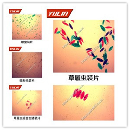 广东动物生物学原生动物门玻片