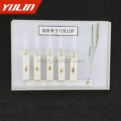 广东种子萌发标本