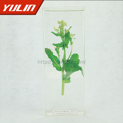 广东油菜花标本