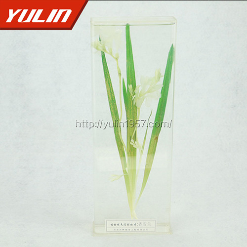 广东香雪兰标本