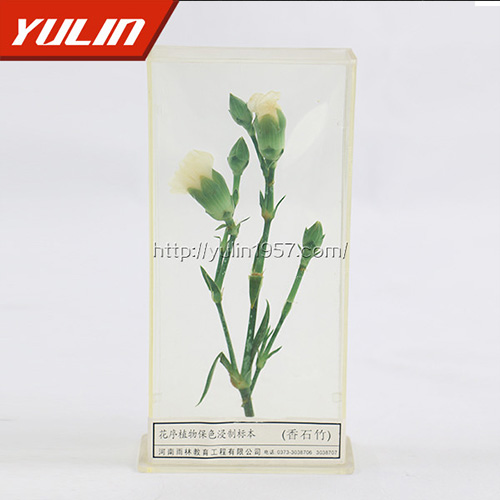 广东香石竹标本