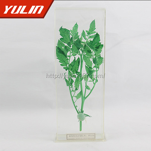 广东西红柿浸制标本