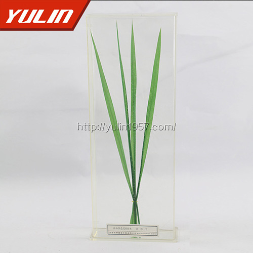 广东条形叶标本