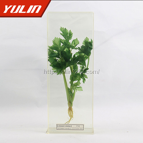 广东芹菜标本