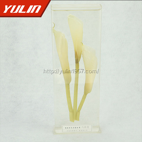 广东马蹄莲标本