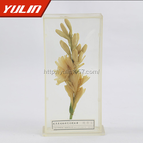 广东晚香玉标本