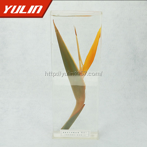 广东鹤望兰标本