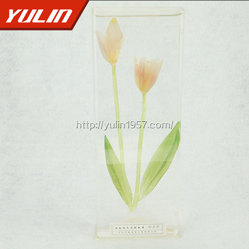 广东郁金香标本