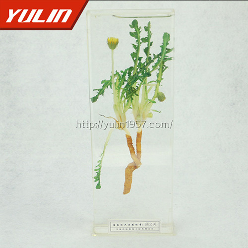 广东蒲公英标本