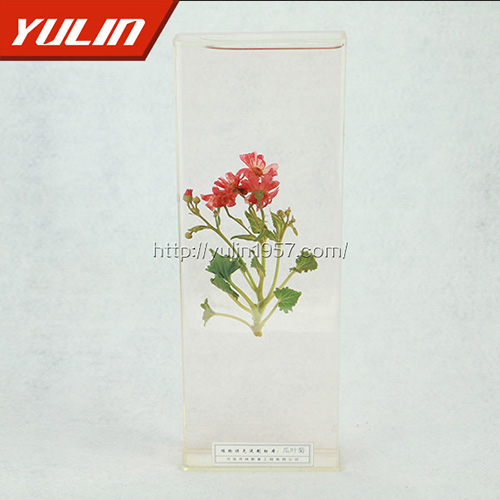 广东瓜叶菊标本