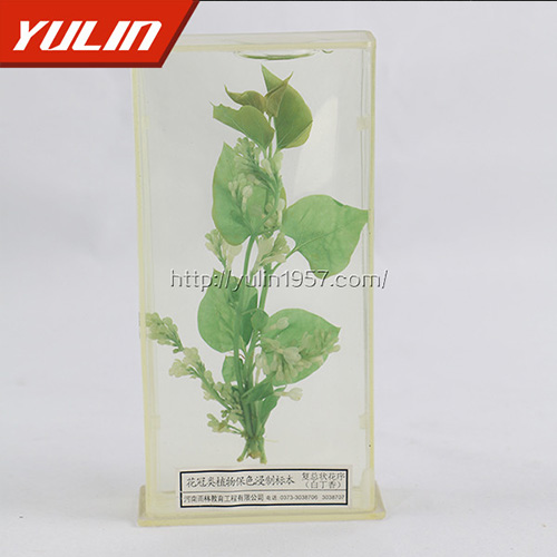 广东白香花标本