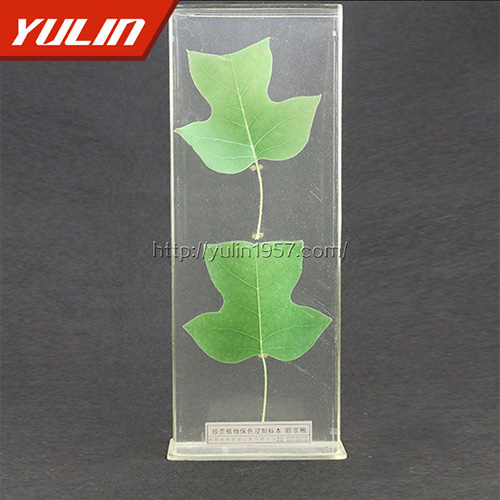 广东非洲菊标本