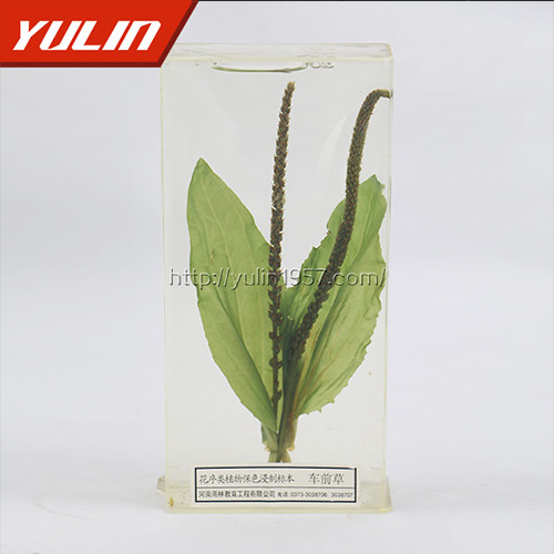 广东车前草标本