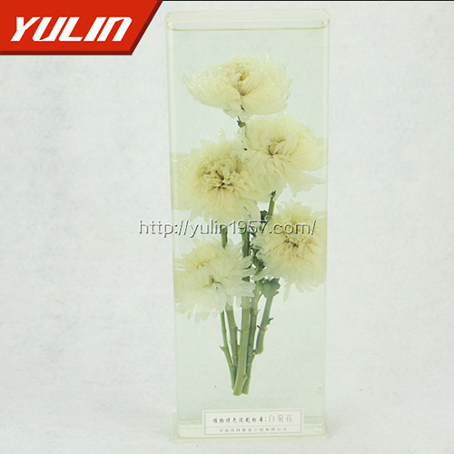 广东白菊花标本
