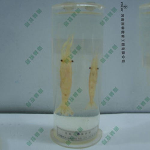 广东动物干制标本