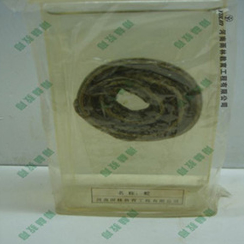 广东蛇浸制标本