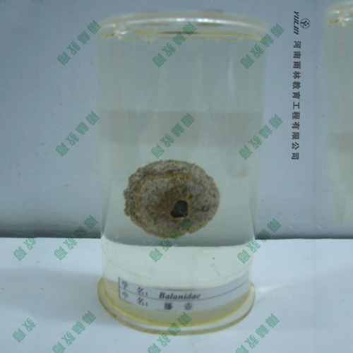 广东藤壶浸制标本