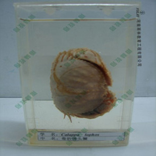 广东卷折馒头蟹浸制标本