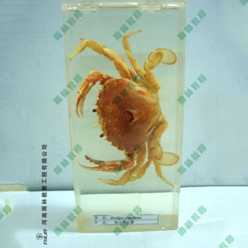 广东海蛰包埋标本