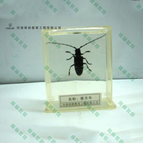 广东星天牛包埋标本