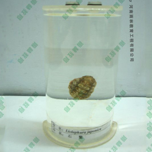 广东石鳖浸制标本