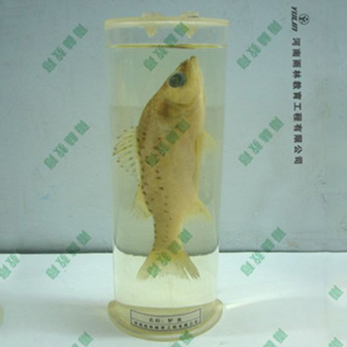广东教学用鱼解剖浸制标本