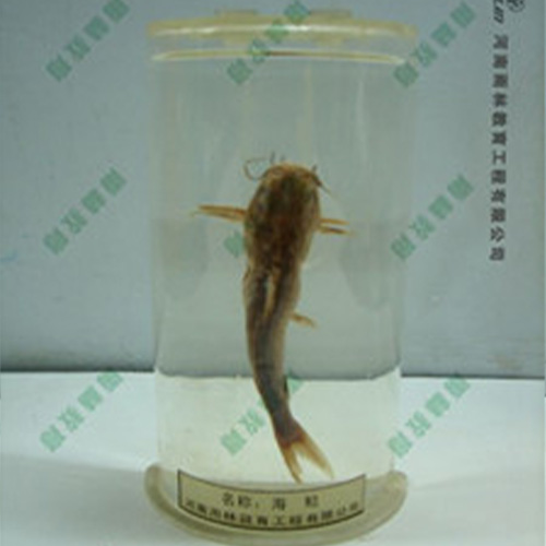 广东海鲶浸制标本