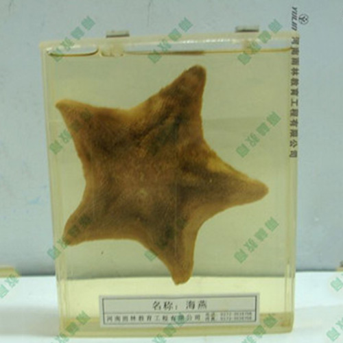 广东海葵包埋标本