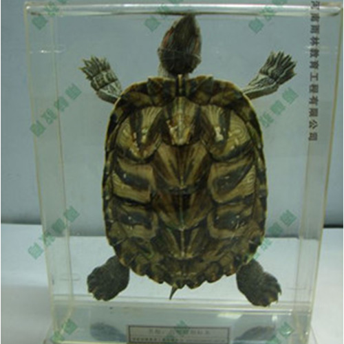 广东乌龟包埋标本