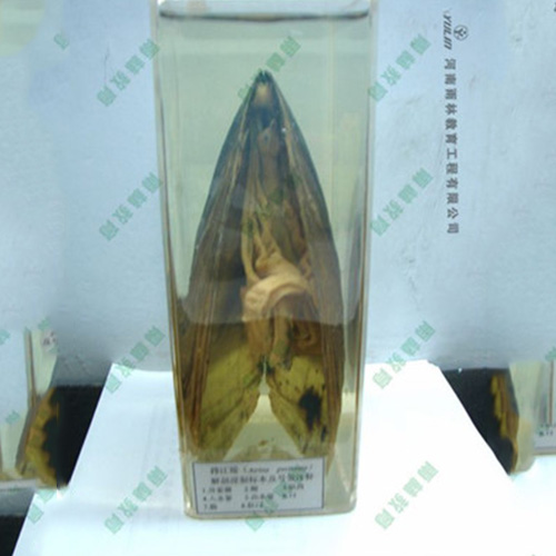 广东河蚌包埋标本