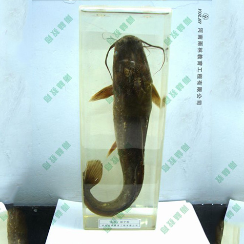 广东动物浸制标本