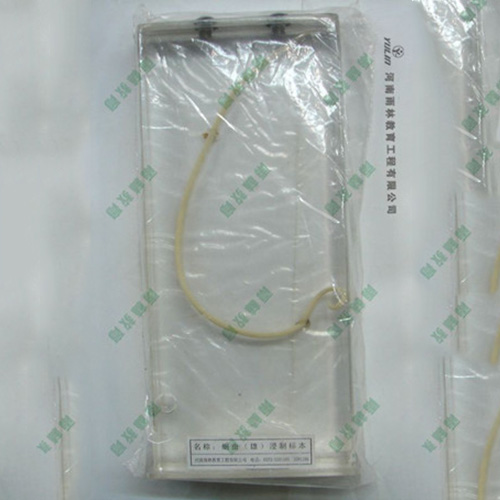 广东蛔虫包埋标本