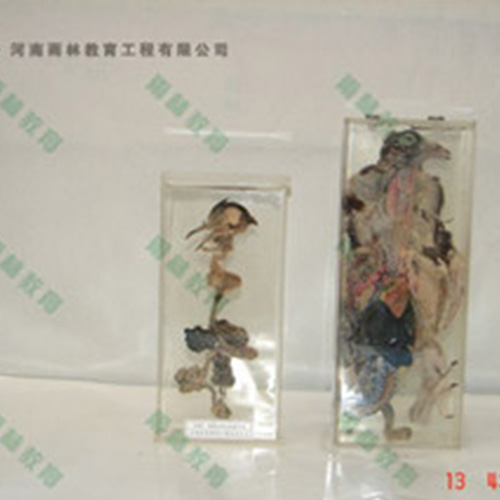 广东鸽骨骼包埋标本