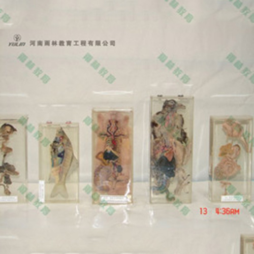 广东兔解剖包埋标本