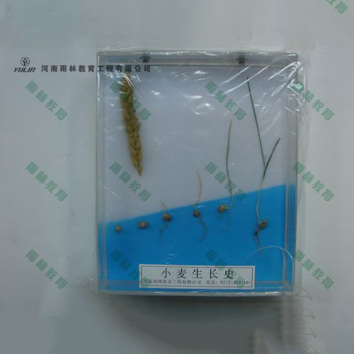 广东小麦浸制标本