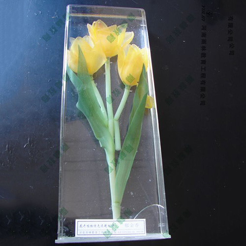 广东郁金香浸制标本