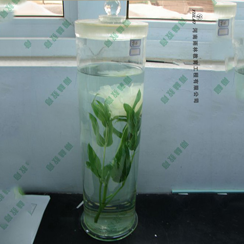 广东夹竹桃浸制标本