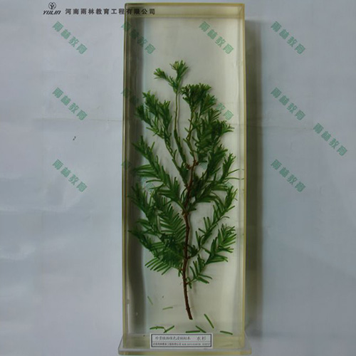 广东水杉浸制标本