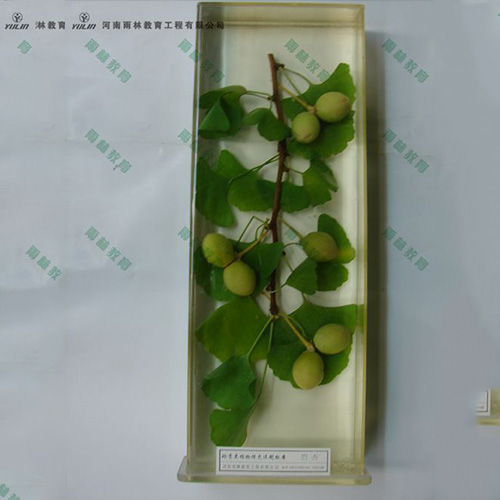 广东银杏浸制标本