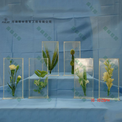 广东植物浸制标本012
