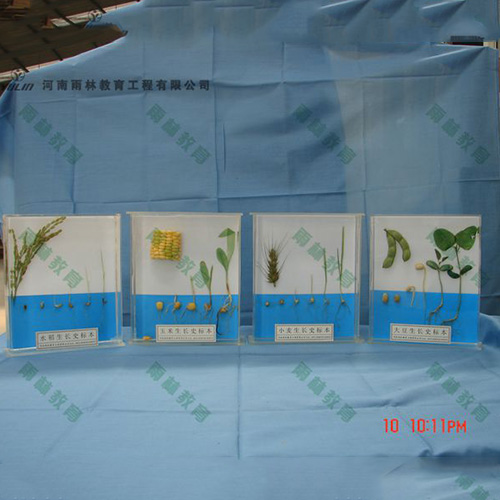 广东植物生长标本