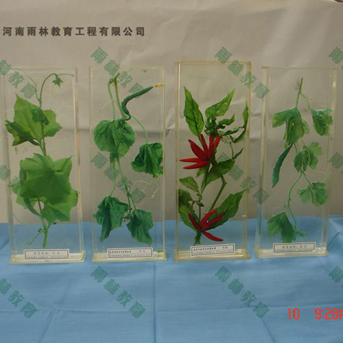 广东植物根的类型