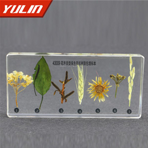 广东花序类型包埋标本