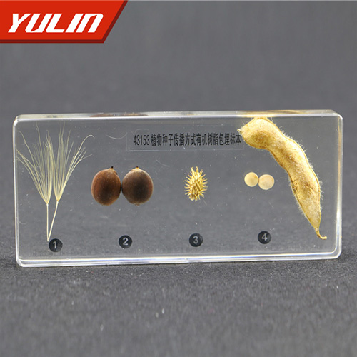 广东植物种子传播方式包埋标本