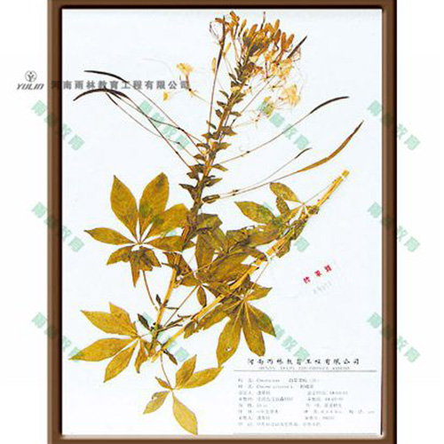 广东醉蝶花标本